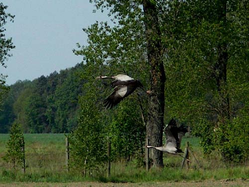 Efekt żerowania bobrów na plantacji - ochoinki.pl