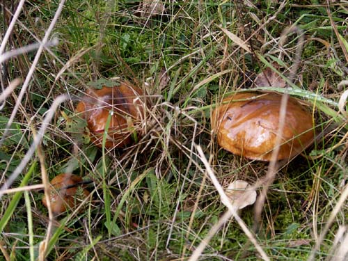 Efekt żerowania bobrów na plantacji - ochoinki.pl