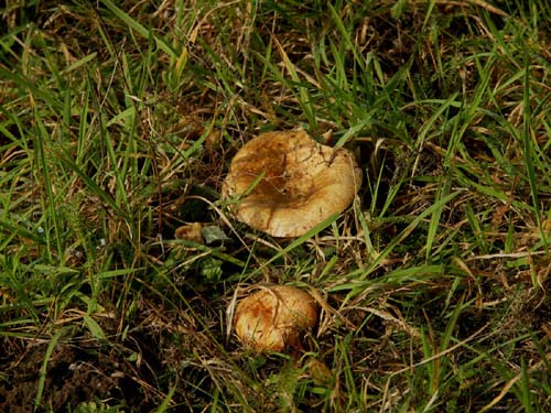 Żurawie na plantacji choinek