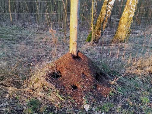 Żurawie na plantacji choinek