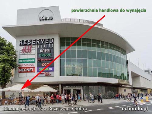 Oferta wolnej powierzchni handlowej pod stoisko z artykułami świątecznymi i choinkami!
