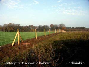Ogrodzenie plantacji choinek