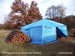 wykonanie ogrodzenia plantacji choinek