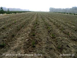 Kolejne sadzenie plantacji choinek