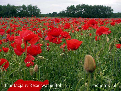 Lato na plantacji choinek