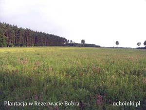 Pierwsze koszenie plantacji choinek