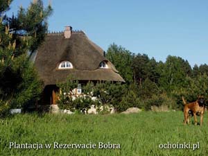 Plantacja Choinek w Rezerwacie bobra
