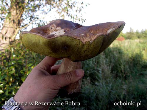Prawdziwki na plantacji choinek
