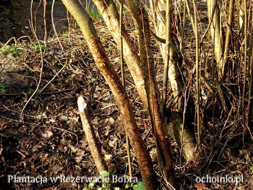 Efekt żerowania bobrów na plantacji - ochoinki.pl