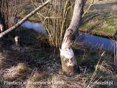 Północna granica Plantacji - ochoinki.pl