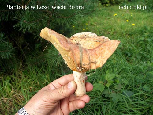 Rydze na plantacji choinek