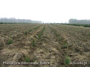 Dosadzanie plantacji choinek