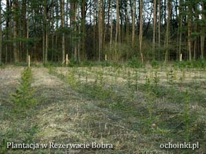 Sadzonki jesienią na plantacji choinek
