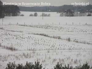 Plantacja choinek zimą