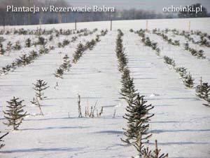 Zima na plantacji choinek