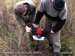 Grodzenie plantacji choinek - wiertnica