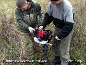 Grodzenie plantacji choinek - wiertnica