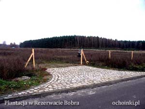 Ogrodzenie plantacji choinek gotowe