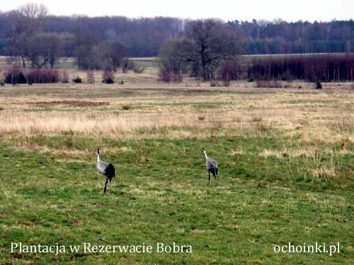 Żurawie na plantacji choinek