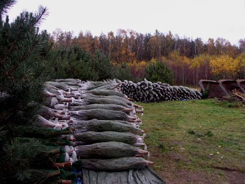 Plantacja w Rezerwacie Bobra - hurt - choinki na placu załadunkowym