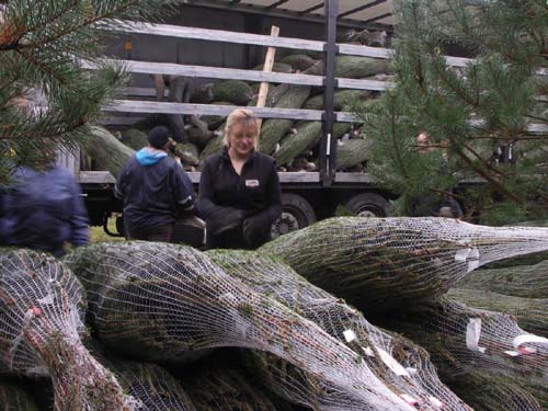 Plantacja w Rezerwacie Bobra - hurt - załadunek świerka - ochoinki.pl