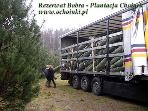 Plantacja w Rezerwacie Bobra - hurt - załadunek świerka - ochoinki.pl