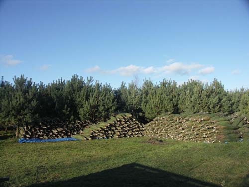 Plantacja w Rezerwacie Bobra - hurt - 