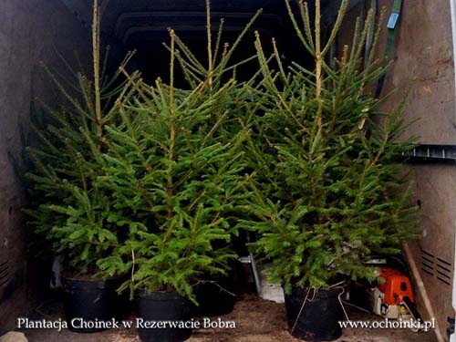 Plantacja w Rezerwacie Bobra - mały hurt - załadunek świerka w donicach