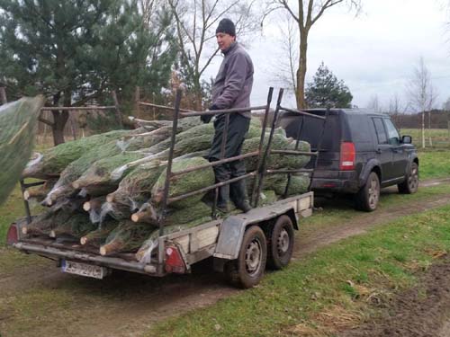 Plantacja w Rezerwacie Bobra - mały hurt - załadunek świerka - ochoinki.pl