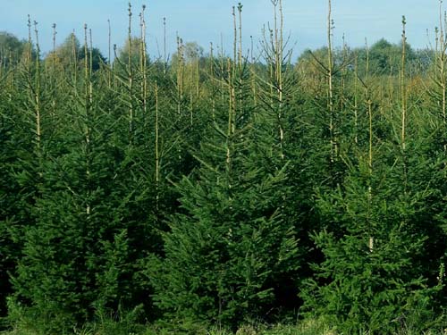 Świerk norweski z Plantacji Choinek Rezerwat Bobra