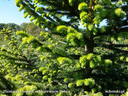 Plantacja w Rezerwacie Bobra - ochoinki.pl