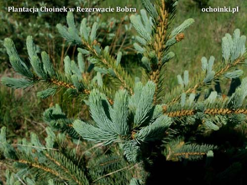 Żurawie na plantacji choinek