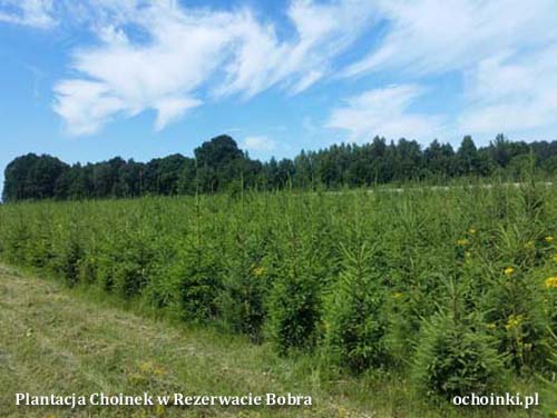 Plantacja w Rezerwacie Bobra - hurt - kwatera z choinkami - ochoinki.pl