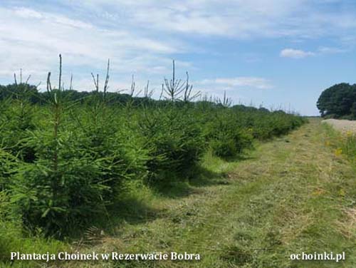 Plantacja w Rezerwacie Bobra - hurt - kwatera z choinkami - ochoinki.pl