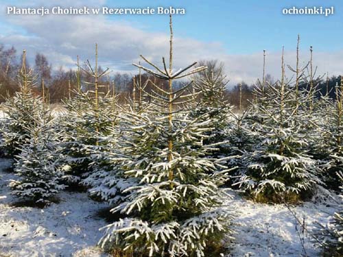 Plantacja w Rezerwacie Bobra ochoinki.pl zimą - sople i strzecha