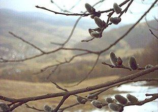 Nowy Sącz - Beskid Sądecki - Baźki z widokiem z Palenicy na Szczawnicę w tle!