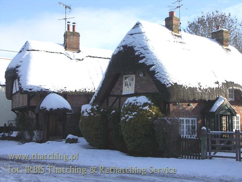 irbis_thatching_snow_01.jpg