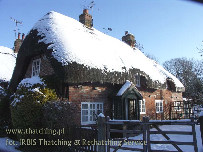 irbis_thatching_snow_05.jpg