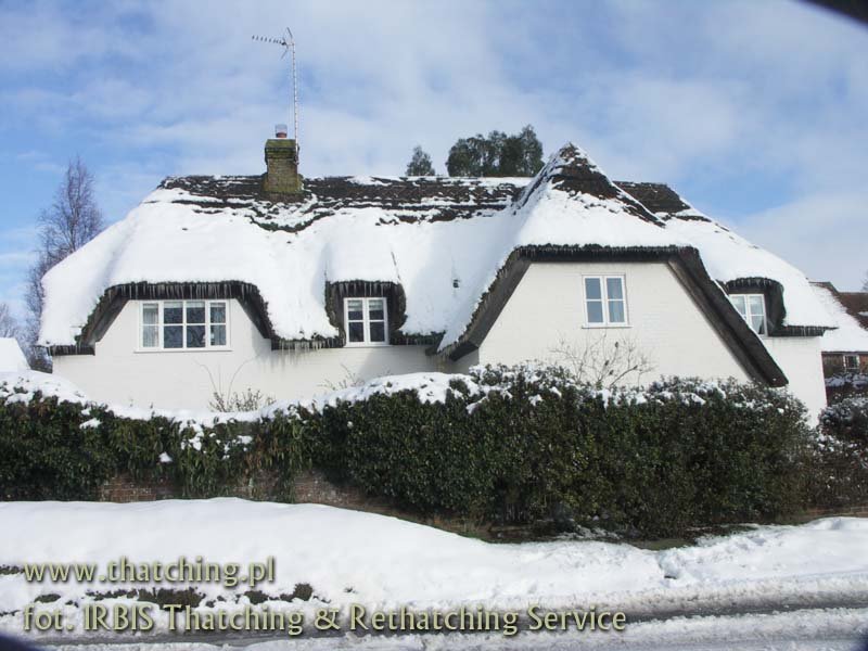 irbis_thatching_snow_10.jpg