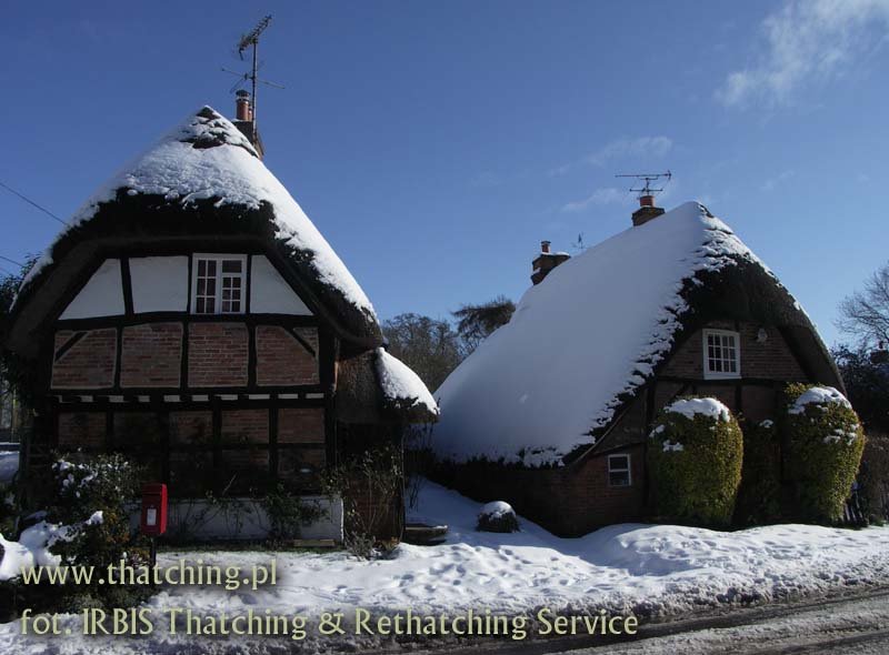 irbis_thatching_snow_11.jpg